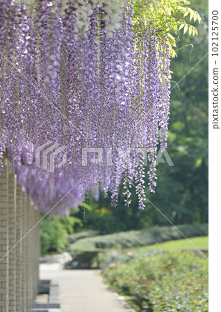  Wisteria flowers 102125700