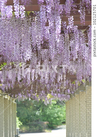 Under the wisteria shelf 102125701