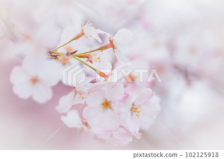Close-up of cherry blossom petals in full bloom with copy space Close-up of cherry blossom petals in full bloom with copy space 102125918