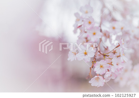 Close-up of cherry blossom petals in full bloom with copy space Close-up of cherry blossom petals in full bloom with copy space 102125927