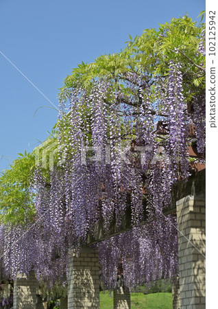 Wisteria flowers Wisteria flowers 102125942