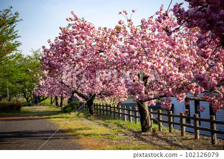 櫻花山上的童櫻 櫻花山上的童櫻 102126079