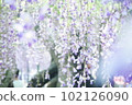 盛開的紫藤花 102126090