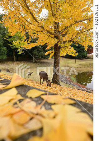 [Nara] Autumn leaves and ginkgo trees are beautiful in Nara. Todaiji Temple, Great Buddha Pond 102126311