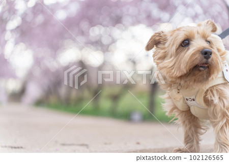 norfolk terrier and cherry blossom 102126565