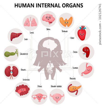 Cute infographics anatomy human body. Visual scheme internal female organs with cartoon characters, their names and locations. Vector illustration. Educational medical poster in cartoon style. 102126741