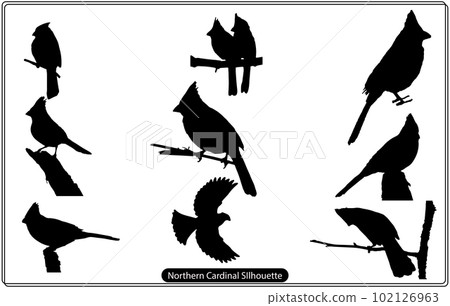 Northern Cardinal silhouette,set of Northern cardinal birds, a cardinal bird black and white logo Northern Cardinal silhouette,set of Northern cardinal birds, a cardinal bird black and white logo 102126963