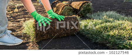 Banner close up woman laying sod for new garden lawn copy space - turf laying concept 102127546