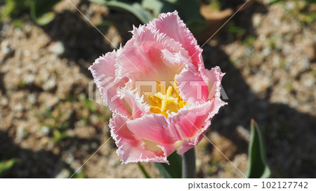 Fringe blooming tulips 102127742