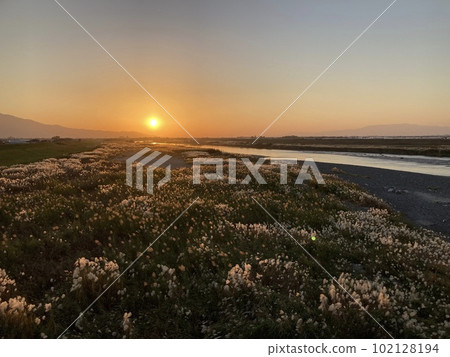 福岡縣浮羽市，下班回家的路上夕陽下蒲葦搖曳 102128194