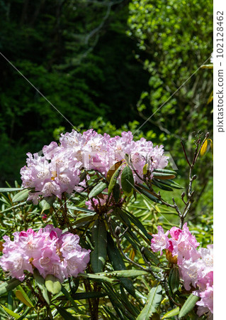 Hosoba杜鵑花(薄葉杜鵑花) Hosoba杜鵑花(薄葉杜鵑花) 102128462