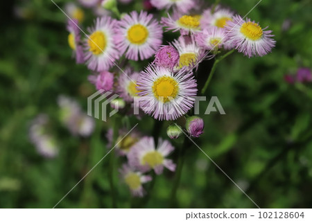 粉紅色的翡翠花在春天的田野裡綻放 粉紅色的翡翠花在春天的田野裡綻放 102128604