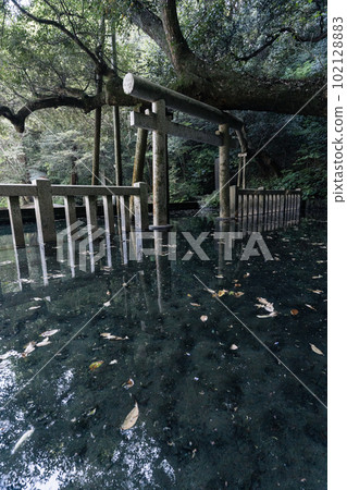 氣氛肅穆的鹿島神宮御手洗池 102128883
