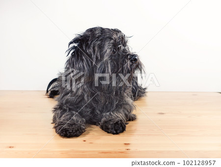 Portrait of black shaggy housedog Portrait of black shaggy housedog 102128957