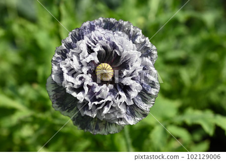 Close up of poppy amazing gray 102129006