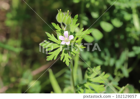 Small lilac flowers of the lily-of-the-earth sugar bloom in a field in spring 102129057