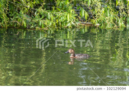 星葉次郎（女）大阪淀川區 102129094