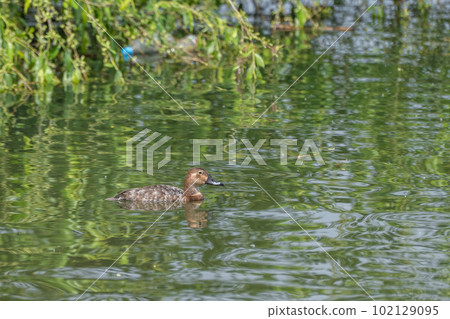星葉次郎（女）大阪淀川區 102129095
