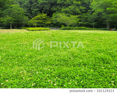 21世紀的森林和開放空間風景,清新的綠色森林和白草草原 21世紀的森林和開放空間風景,清新的綠色森林和白草草原 102129323