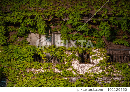 An empty house is covered with grass 102129560