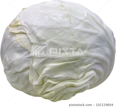 Cabbage, agricultural product Cabbage, agricultural product 102129604