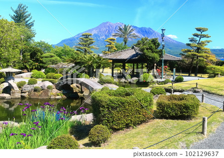 [鹿兒島縣]晴天從名勝仙岩園看到的櫻島 102129637