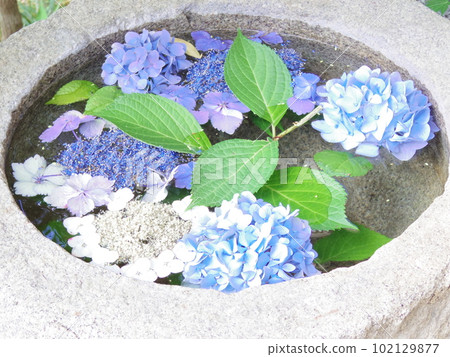 Hydrangea floating in a stone bucket 102129877