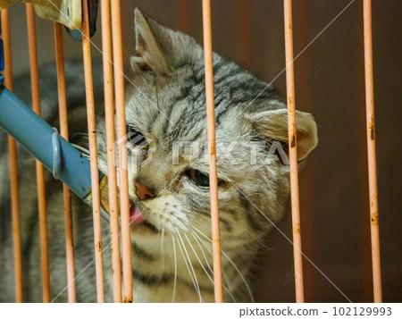 A cat licking a water dispenser 102129993