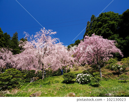 美奈都櫻山(南原寺)的垂枝櫻花 美奈都櫻山(南原寺)的垂枝櫻花 102130023