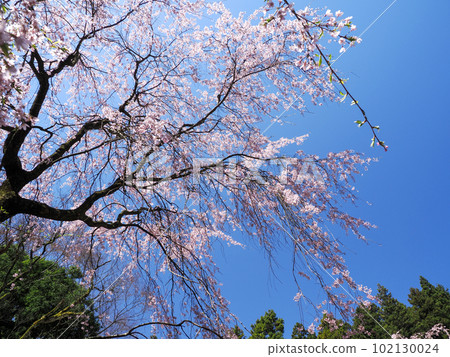 Weeping cherry tree at Sakurayama (Nanbara Temple) in Mine City Weeping cherry tree at Sakurayama (Nanbara Temple) in Mine City 102130024