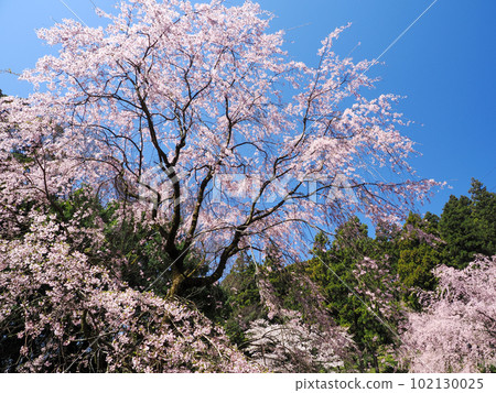 Weeping cherry tree at Sakurayama (Nanbara Temple) in Mine City Weeping cherry tree at Sakurayama (Nanbara Temple) in Mine City 102130025