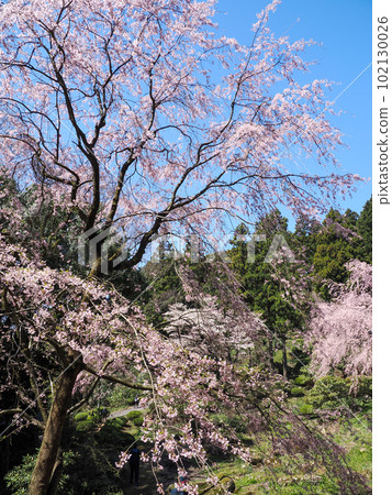 Weeping cherry tree at Sakurayama (Nanbara Temple) in Mine City Weeping cherry tree at Sakurayama (Nanbara Temple) in Mine City 102130026