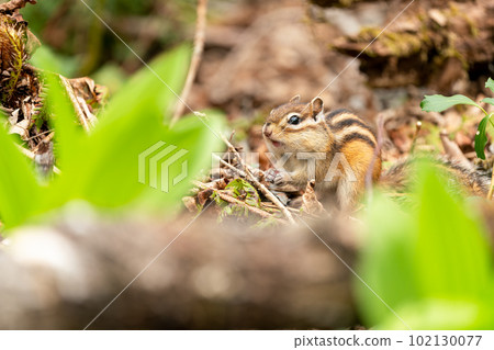 Siberian chipmunk feeding on dead leaves in early spring 102130077
