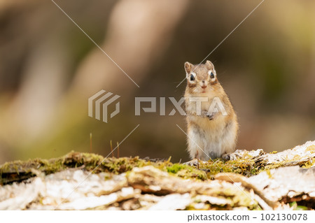 Siberian chipmunk standing on top of a fallen tree with blooming moss in early spring 102130078