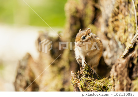 Ezo chipmunk looking into the distance on a decaying tree 102130083