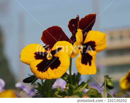Close-up of yellow & reddish purple pansy flowers (tricolor violet in the morning sun) Close-up of yellow & reddish purple pansy flowers (tricolor violet in the morning sun) 102130202