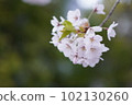 櫻花 102130260