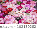 花洗水粉色非洲菊 102130262
