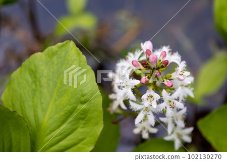 濕地盛開的三川 102130270