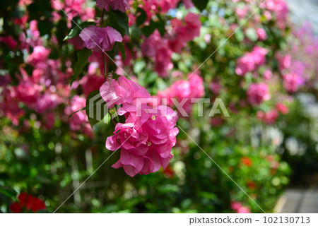 Bougainvillea flowers overflowing in the greenhouse Bougainvillea flowers overflowing in the greenhouse 102130713