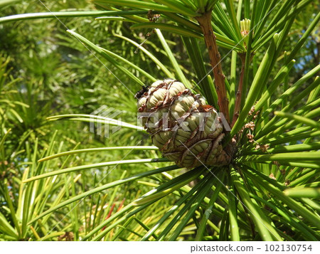 koyamaki fruit 102130754