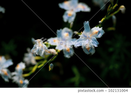 Jaga花 Jaga花 102131004