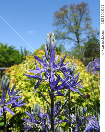 Camassia, a bulbous plant native to North America 102131091
