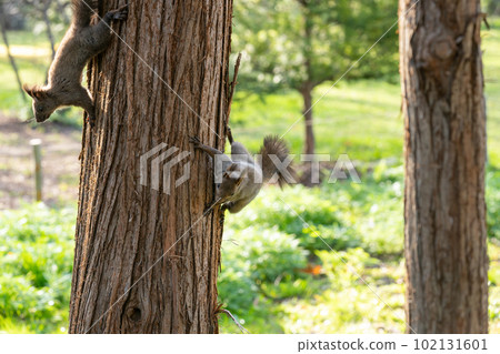 Two squirrels perched on a tree 102131601