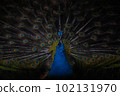 與傳播翼的孔雀 102131970
