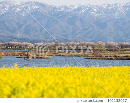 Fukushima lagoon with rape blossoms in full bloom Fukushima lagoon with rape blossoms in full bloom 102132037