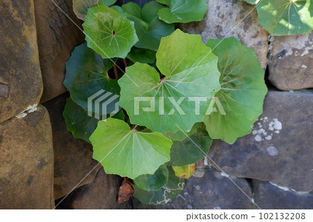 beautiful green leaves 102132208