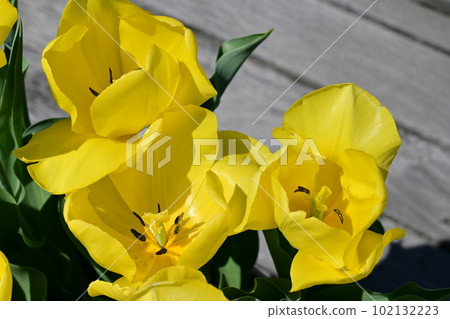 Tulip Yellow Komachi single bloom 102132223