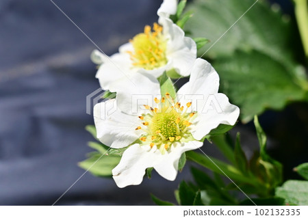 Outdoor cultivation and strawberry flowers (Rosaceae) Outdoor cultivation and strawberry flowers (Rosaceae) 102132335