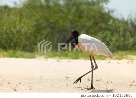 Jabiru standing on a sandy river bank Jabiru standing on a sandy river bank 102132693